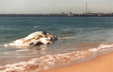 The Time We Lost A 30 Tonne Humpback Whale In Port Kembla Photos