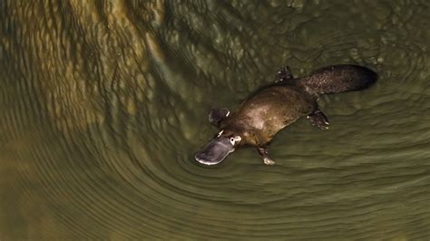 Drying Habitat Makes Australia S Platypus Vulnerable Scientists Say Cgtn