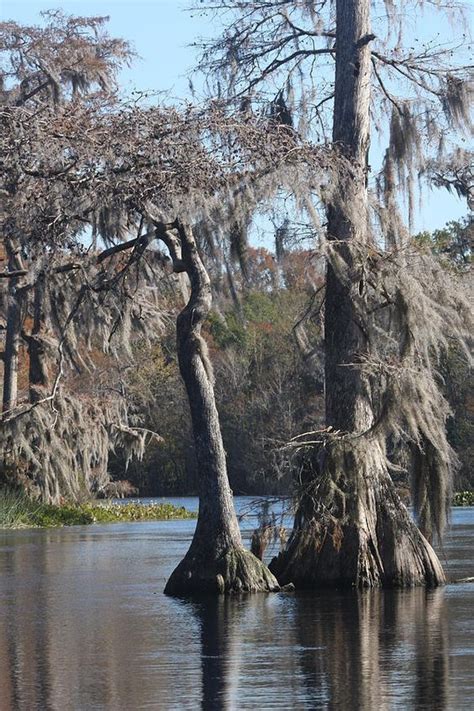 Bayou Cypress Trees Florida Trees Swampland Scenic Photos