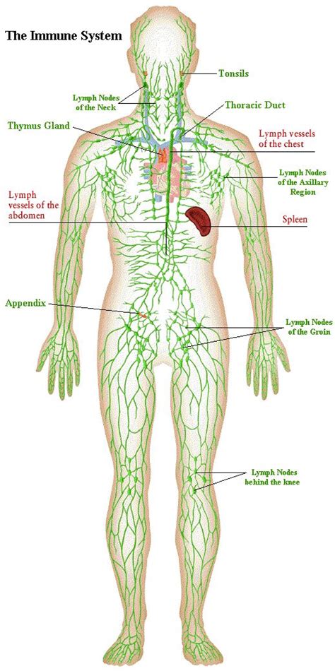 1000 Images About Lymphatic System On Pinterest Lymph Nodes Dead