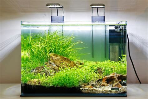 Karbon aktif ini berfungsi menyerap zat yang berbahaya yang ada pada air saat kamu membuat aquascape. Super Easy! Intip 8 Cara Membuat Aquascape Murah untuk Pemula
