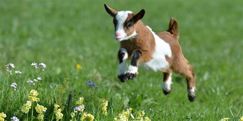 Cute Goats Wallpapers Pictures Images