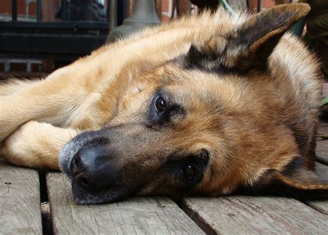 Free Images Canine Sleeping German Shepherd Vertebrate Beautiful