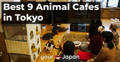 9 Best Animal Cafes In Tokyo Your Japan