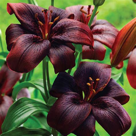 Asiatic Lily Bulbs Asiatic Hybrid Dwarf Pixie To Buy Today From