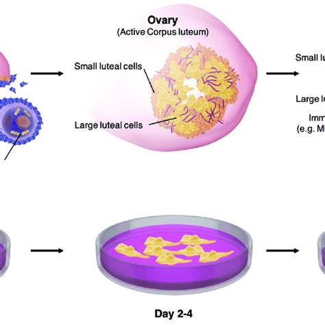 Schematic Illustration Of The Events In The Corpus Luteum Cl And Gc