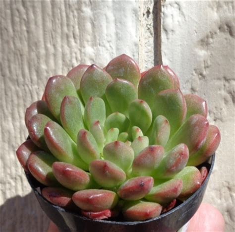 For many cacti and succulents turning purple or brown is a sign of stress. Graptoveria Bashful,graptoveria,succulents