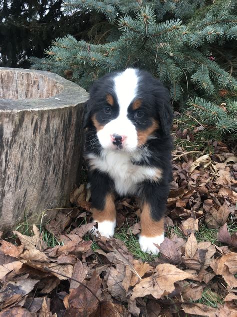 Bernese Mountain Dog Puppies For Sale New Haven In 267281
