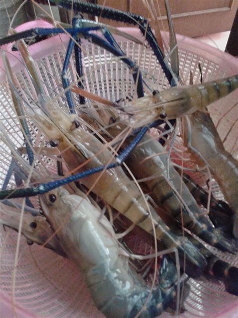 Kolam fiber banyak sekali manfaatnya untuk kegiatan memelihara ikan koi al: Madihah Homestay @ Muar Johor: Sewa Bot Fiber untuk Kaki ...