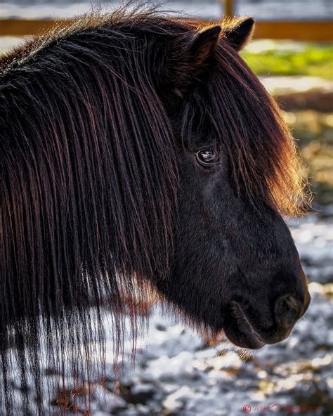 Icelandic Black Stallion Icelandic Black Stallion At Fitjamyri