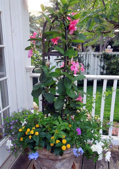 Your patio space is an extension of your home. Potted Plants For Patio with lots of sun | Potted plants ...