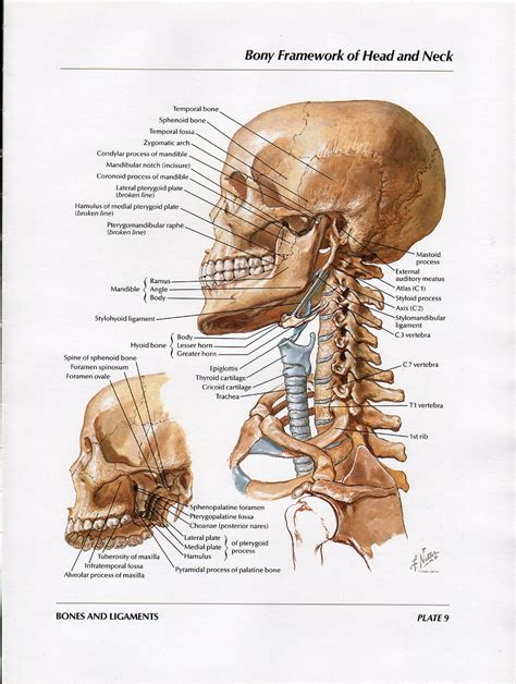 Back Neck Bones Human Muscles Of The Head And Neck Anatomy Pictures