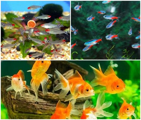 Jika berbicara ikan, jenis ikan hias yang bisa mendatangkan untung adalah ikan oscar. Toko Jual Bibit Ikan Hias Air Tawar Online Murah ☎ 0812 ...