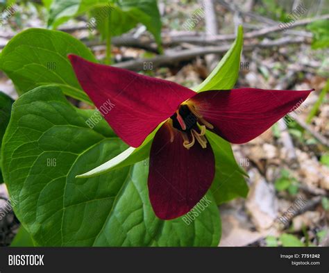 Maroon Wild Flower Image And Photo Free Trial Bigstock