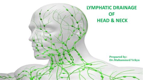 Solution Lymphatic Drainage Of Head Neck Studypool