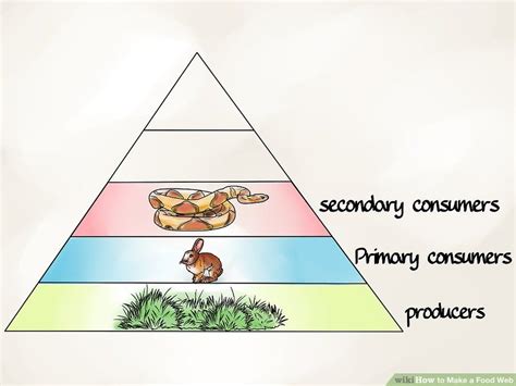 How To Draw A Food Web 11 Steps With Pictures Wikihow Food Web