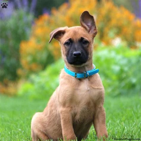 Belgian Malinois Mix Puppies For Sale Greenfield Puppies Belgian