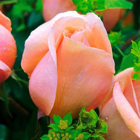 Maybe you would like to learn more about one of these? Meister-Rose® Cornelia Pötschke® online kaufen bei Gärtner ...