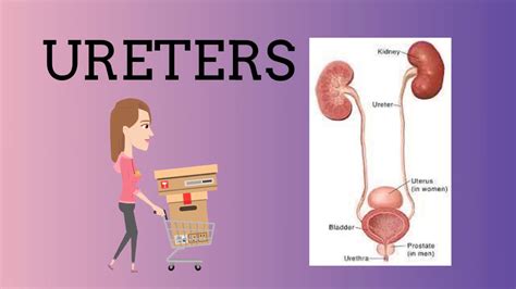 Chapter 20 Organs Of The Urinary System Youtube