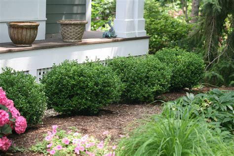 Sprinter® Boxwood Buxus Microphylla Images Proven Winners