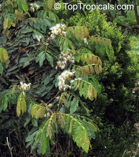 ~inga cipo~ ice cream bean inga edulis ~monkey tail inga~ live small pot'd plant. Inga edulis, Inga feuillei, Ice Cream Bean, Inga, Guama ...