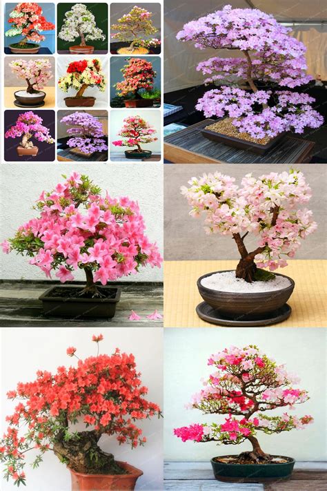 Visit To Buy Rare Sakura Seeds Bonsai Flower Cherry Blossoms Tree