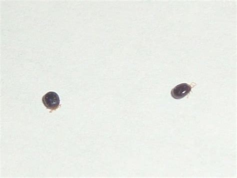 What exactly are these small beetles in your home? PureVolume™ | We're Listening To You