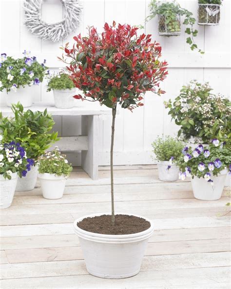 Pair Of Extra Large Evergreen Photinia Little Red Robin