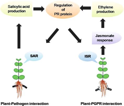 Signaling Pathway In Plants Responsible For The Disease Resistance In