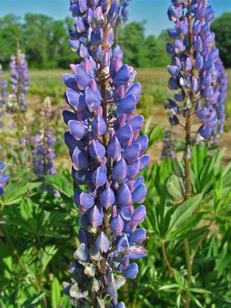 Nursery grown transplants are best planted in spring or early fall. Lupine Russell Hybrids Blue Shades -- Bluestone Perennials ...