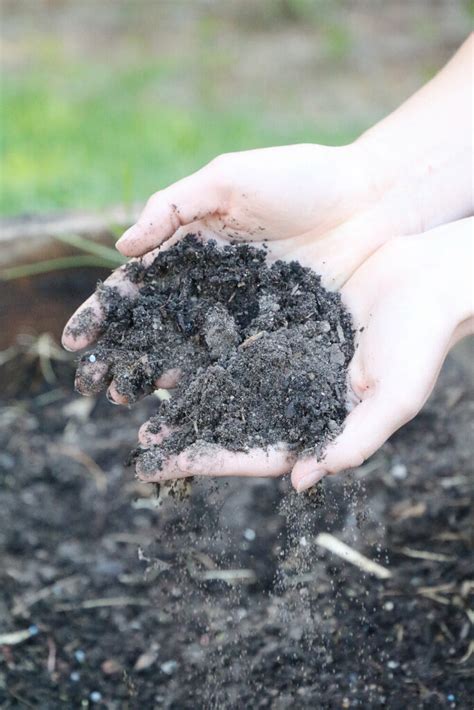 Five Ways How To Amend Clay Soil Without Tilling Gardening News Paper