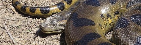 Green Anaconda Snake Facts And Information