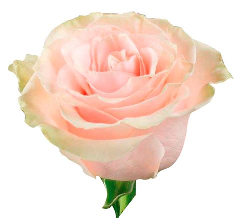 Pink Mondial Rose