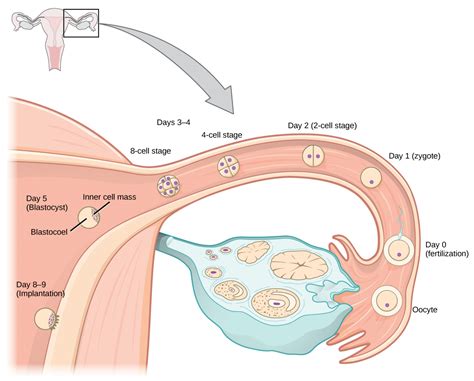 Human Pregnancy And Birth Bio Human Biology