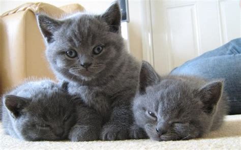 British Shorthair Adorable British Shorthair Kittens Cats For Sale