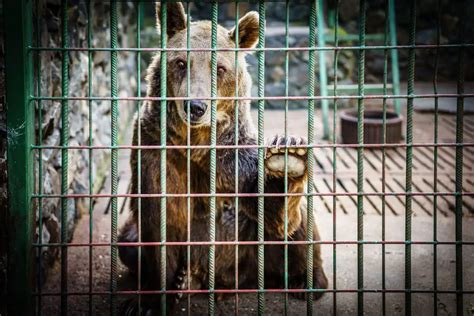 Two Sad Bears Kept In Rusty Cages For Decades Are Finally Tasting The