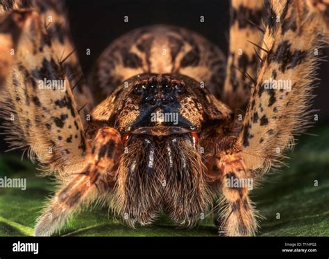 Dark Fishing Spider Dolomedes Tenebrosus Large Spider With Leg Span