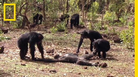 Aftermath Of A Chimpanzee Murder Caught In Rare Video National