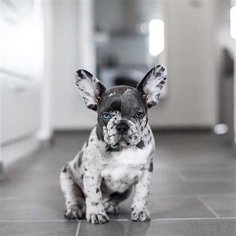 French Bulldog Puppies Blue Merle Pets Lovers
