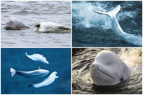 Whaletrips Belugas The Best Time And Place To Watch Beluga Whales