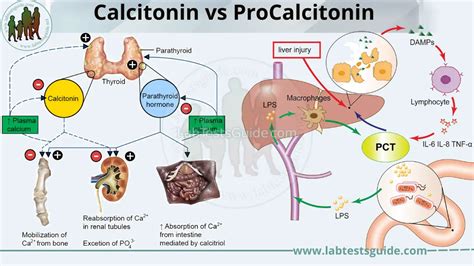 Difference Between Calcitonin And Procalcitonin Lab Tests Guide
