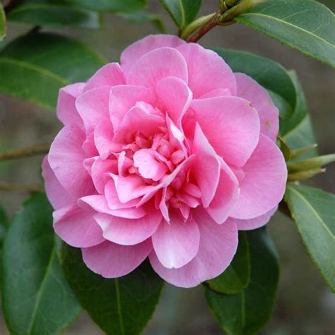 Camellia Japonica Debbie Vente Camélia Dhiver Rose Fuschia