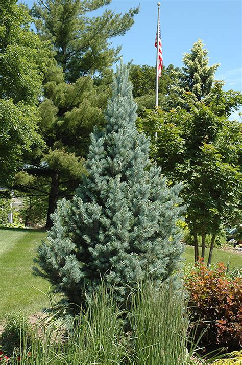 Columnar Blue Colorado Spruce Picea Pungens Fastigiata In Edmonton