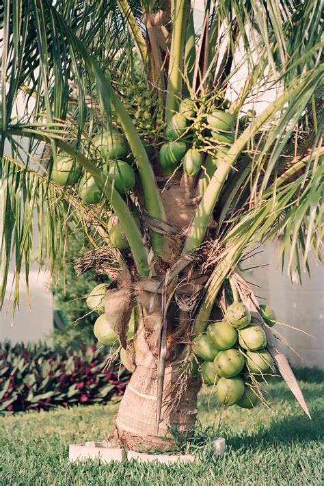 The malayan coconut palm tree (cocos nucifera) is in a league of its own. Coconut Palm #2: MALAYAN DWARF 'GREEN' | Malayan Dwarf ...