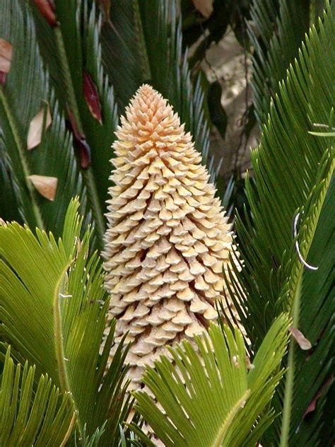 Discover the people foods that can be extremely poisonous if eaten by cats and dogs. The 11 Most Poisonous Plants for Dogs | Rover