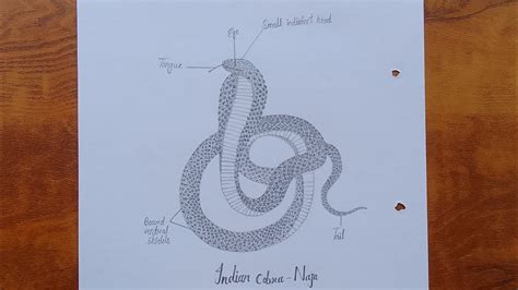 How To Draw Indian Cobra Naja Indian Cobra Diagram Drawing With