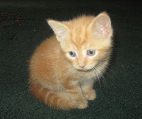 Cute Orange Kittens For Sale Orange And White Kittens For Sale Off 57