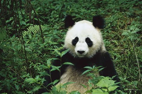 Giant Panda Ailuropoda Melanoleuca Photograph By Cyril Ruoso