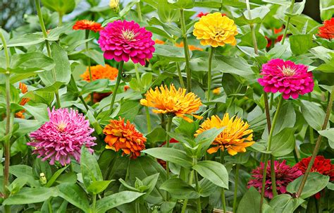 Easy Annual Flowers Deliver Summer Long Color Midwest Living