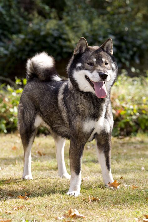 Shikoku Dog Breed Information Health Appearance Personality And Cost
